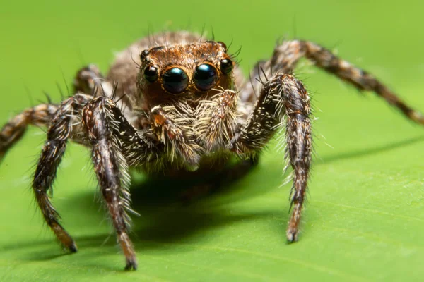 Macro Araña Naturaleza — Foto de Stock