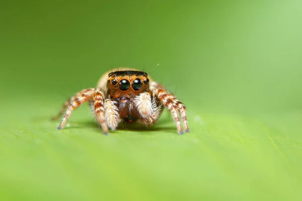 Makro Pavouk Přírodě — Stock fotografie