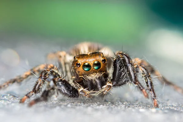 Macro Araña Naturaleza —  Fotos de Stock