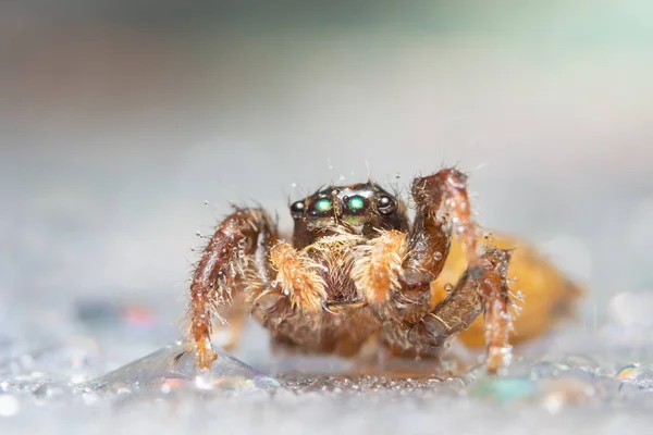Makro Pavouk Přírodě — Stock fotografie