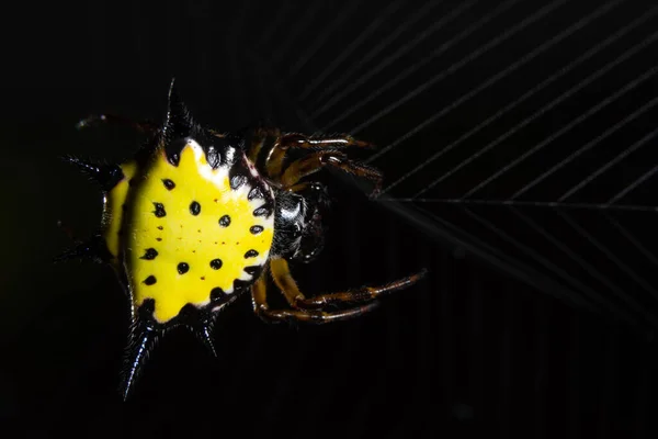 Makrospinne Der Natur — Stockfoto