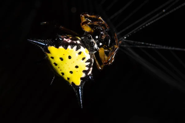Macro Örümceği Doğada — Stok fotoğraf