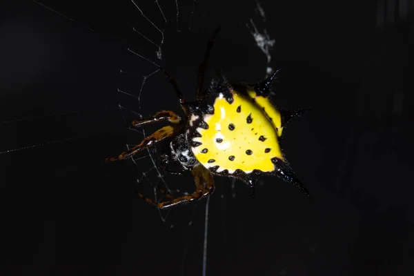 Macro Örümceği Doğada — Stok fotoğraf