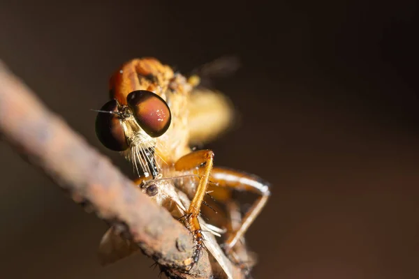 Macro Robber Voler Sur Feuille — Photo