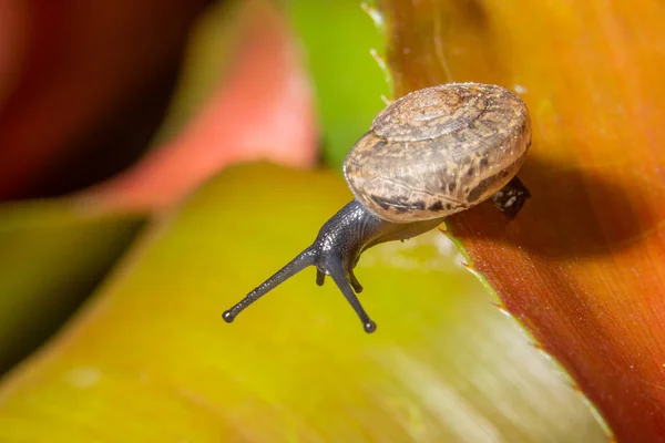 Macro Lumaca Sulla Foglia — Foto Stock