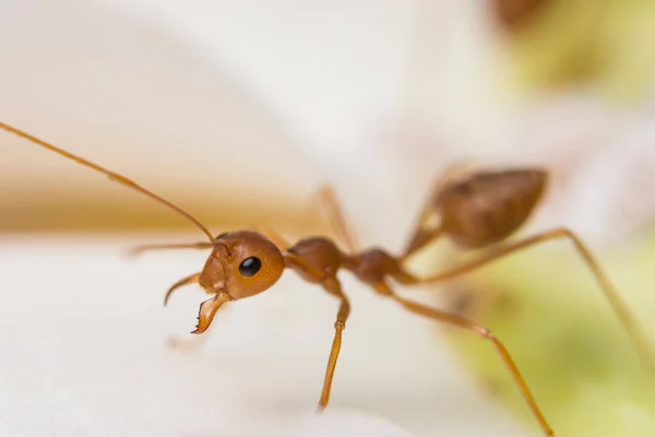 Macro Red Ants Plant — Stock Photo, Image