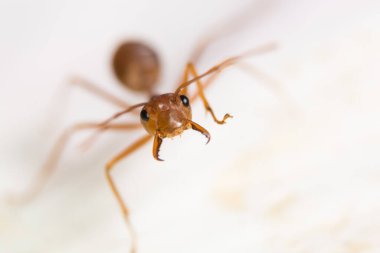 Fabrikada makro kırmızı karıncalar