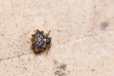 Yaprağın üzerinde Macro örümceği