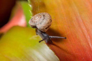 Yaprağın üzerinde Macro salyangoz