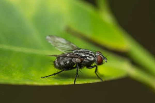 Macro Voa Folha — Fotografia de Stock