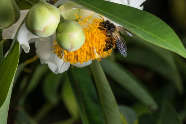 Macro Abelha Procura Néctar Nas Flores — Fotografia de Stock