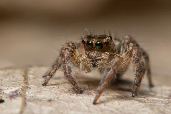 Macro Ragno Sulla Foglia — Foto Stock