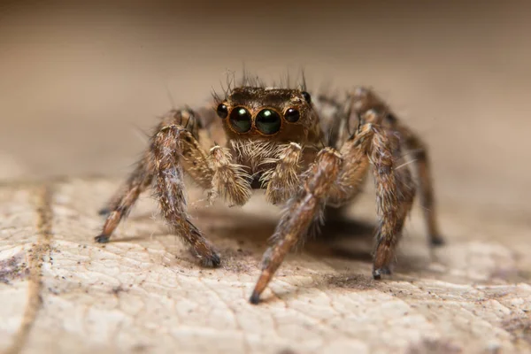 Macro Aranha Folha — Fotografia de Stock