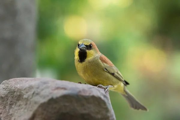 鳥は岩の上にいる — ストック写真