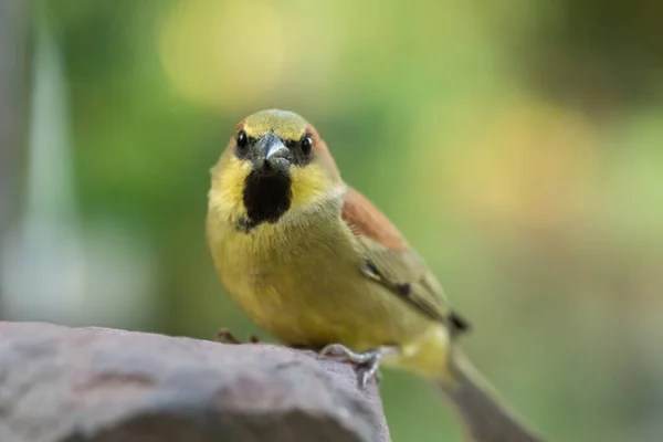 Las Aves Están Las Rocas — Foto de Stock