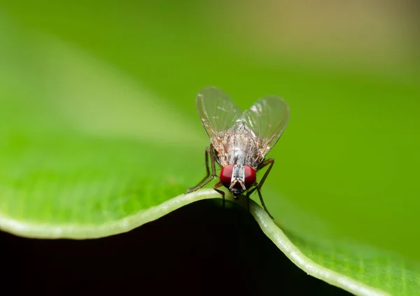 Macro Voar Folha Verde — Fotografia de Stock