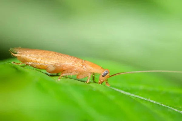 German Roach Macro Leaf — Stock Photo, Image