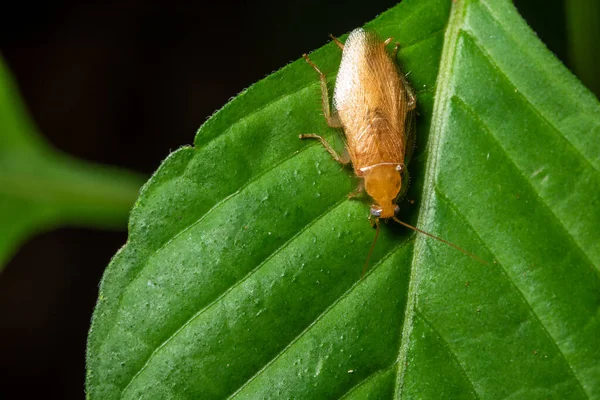German Roach Macro Leaf — Stock Photo, Image