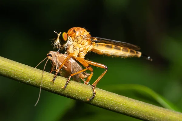 Macro Robber Voar Folha — Fotografia de Stock