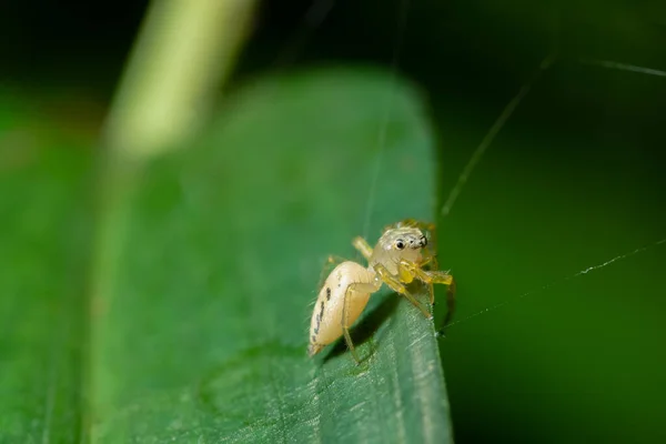 Makro Pozadí Pavouk Trávě — Stock fotografie