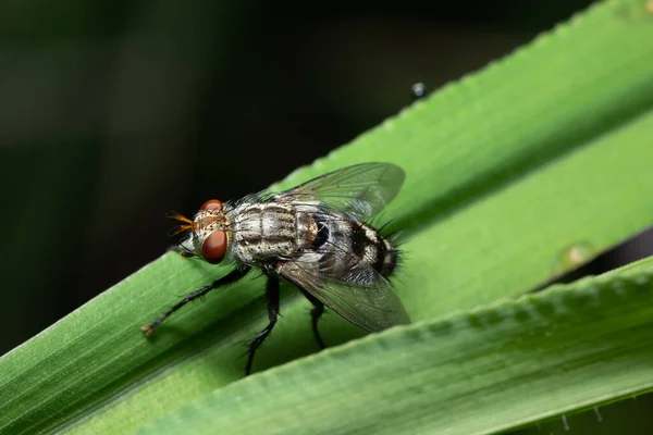 Makro Hintergrund Fliegen Auf Blatt — Stockfoto