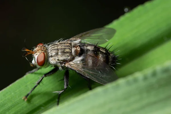 Macro Volar Hoja Verde —  Fotos de Stock