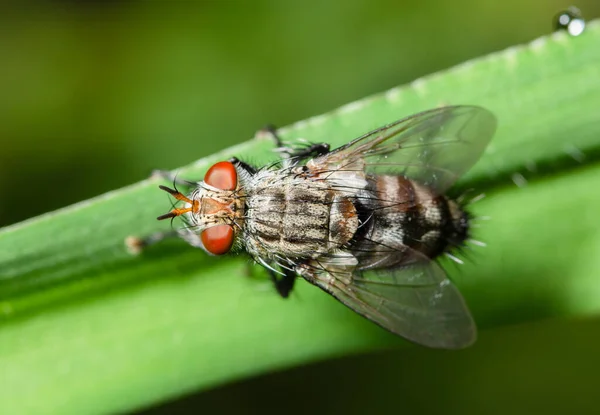 Macro Mouche Sur Feuille Verte — Photo