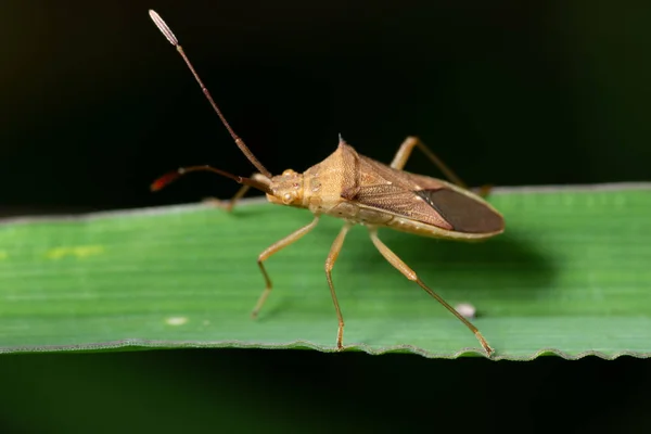 Makro Tło Hemiptera Liściu — Zdjęcie stockowe