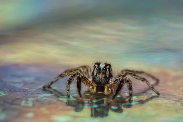 Μακρο Αράχνη Πολύχρωμο Φόντο — Φωτογραφία Αρχείου