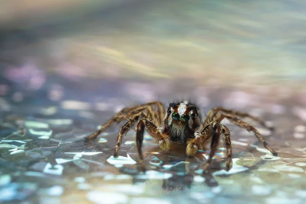 Makro Spindel Färgglada Bakgrund — Stockfoto