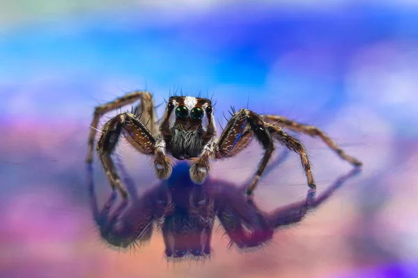 Macro Spider Colorido Fondo Bokeo — Foto de Stock