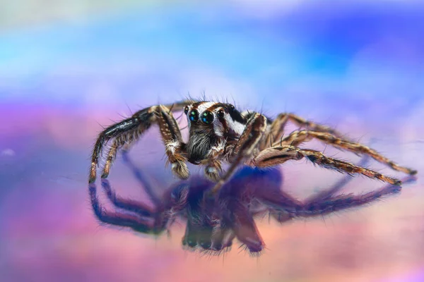Macro Spider Colorful Background — Stock Photo, Image