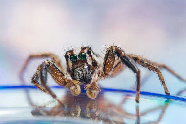 Macro Aranha Colorido Bokeo Fundo — Fotografia de Stock