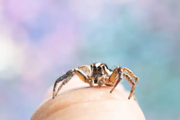 Macro Spider Colorful Bokeo Background — Stock Photo, Image