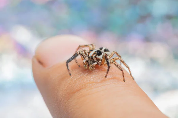 Macro Spider Colorful Background — Stock Photo, Image