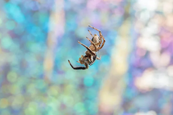 Makro Spider Kolorowe Tle Bokeo — Zdjęcie stockowe