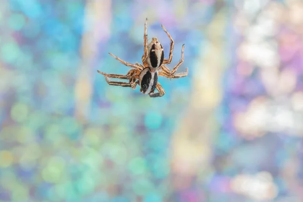 Makro Spinne Bunten Hintergrund — Stockfoto