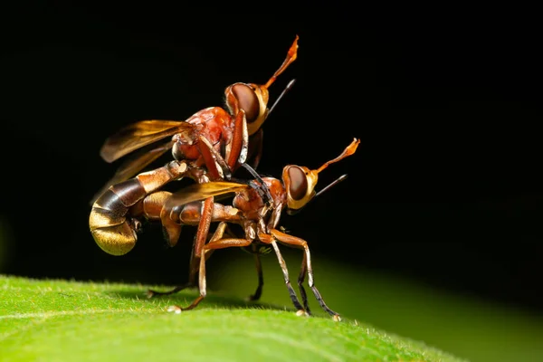 Fundo Macro Hornet Está Misturando Milhares — Fotografia de Stock