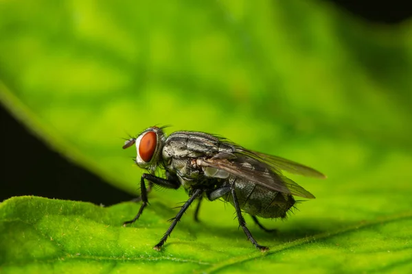 Macro Mosca Folha — Fotografia de Stock