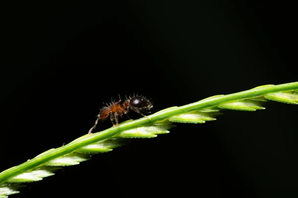 Las Hormigas Macro Están Hoja — Foto de Stock