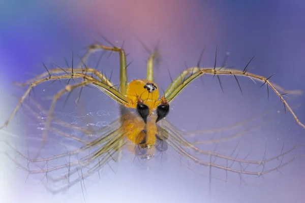 Makro Spinne Gelber Hintergrund Bunt — Stockfoto