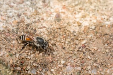 Yerde arı makrosu var.