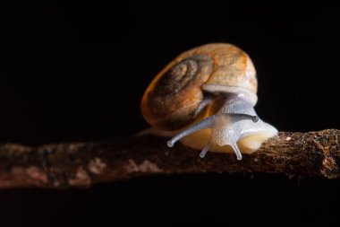 Dallarda yürüyen Makro salyangozlar.