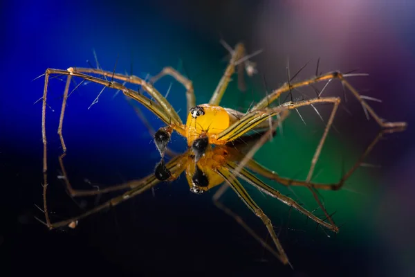 Makro Spindel Gul Bakgrund Färgglada — Stockfoto