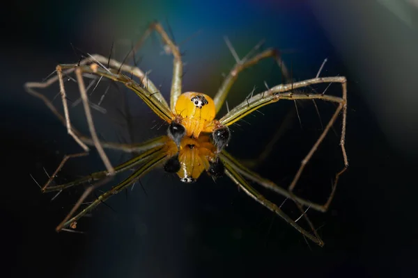 Makro Örümcek Sarı Arkaplan Renkli — Stok fotoğraf