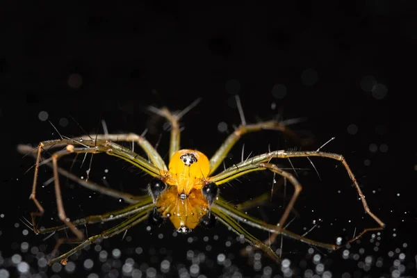 Macro Spider Fond Jaune Coloré — Photo