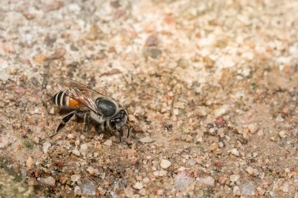 地面に蜂のマクロ — ストック写真