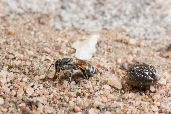 Abeja Macro Suelo —  Fotos de Stock