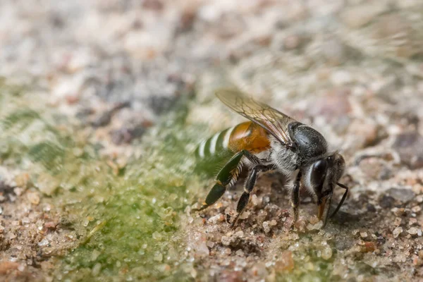 蜜蜂巨怪在地上觅食 — 图库照片