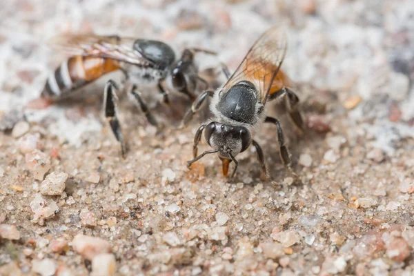 蜂マクロが地面に餌をやってる — ストック写真